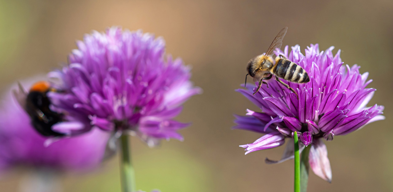 Bienenfreundliche Pflanzen