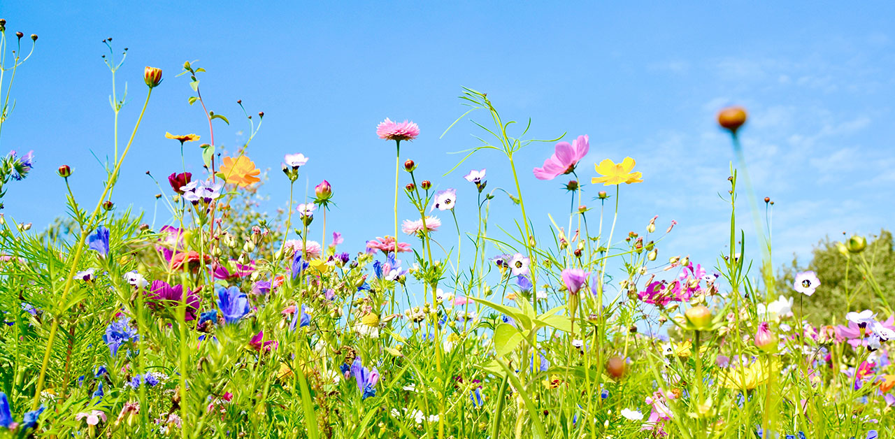 Bunte, bienenfreundliche Blumenwiese