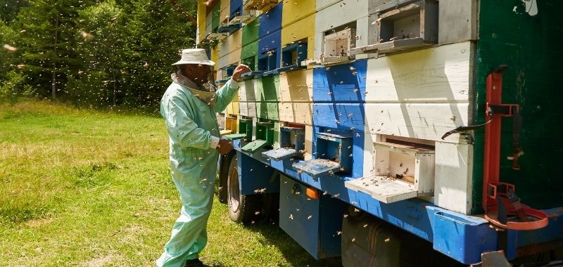 Bienenkästen auf einem LKW