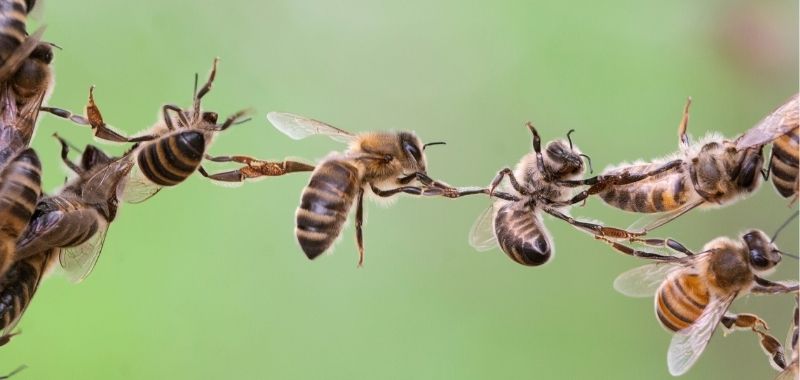 Bienenkette