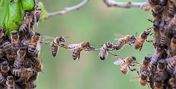 Baubienen in einer Kette