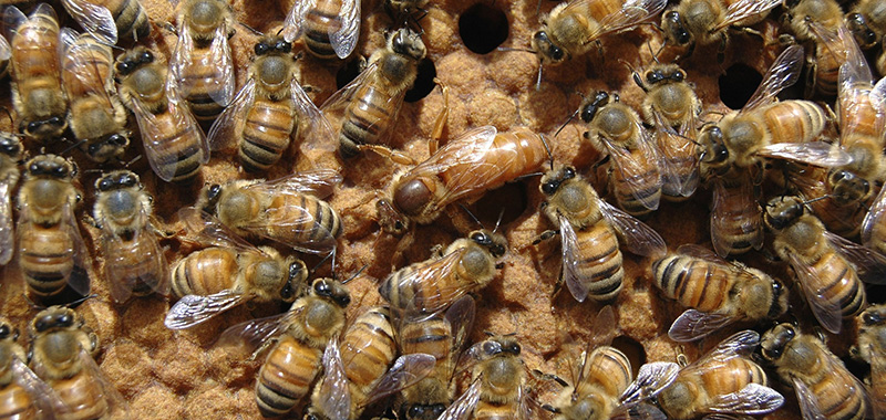 Bienenkönigin