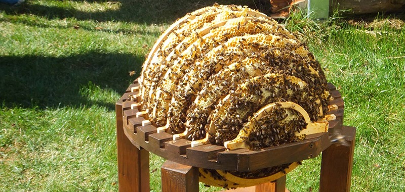 Bienenkugel