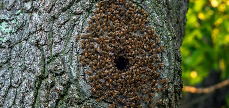 Wilde Honigbienen am Eingang ihrer Baumbeute