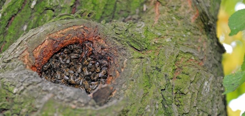 Nester wildlebender Honigbienen nearBees