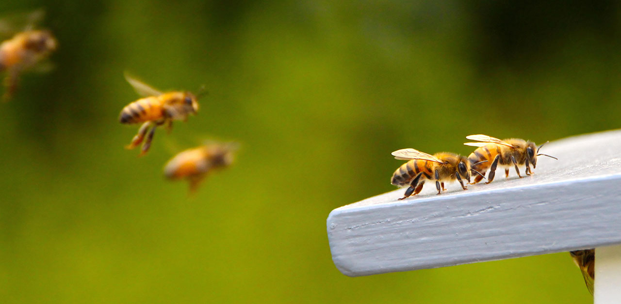 Bienen an ihrem Bienenstock