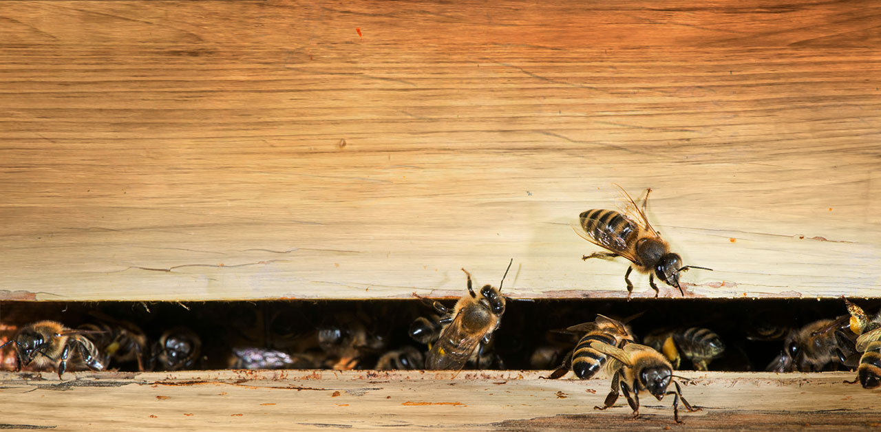 Bienen am Bienenstock