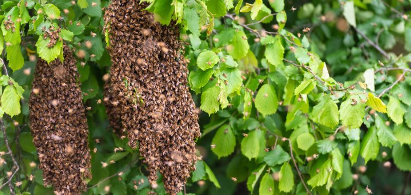 Bienenschwarm in einem Baum