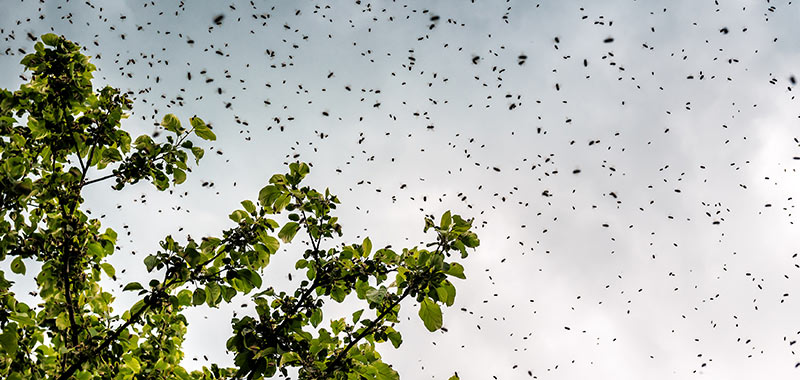 Fliegende Bienen am Himmel