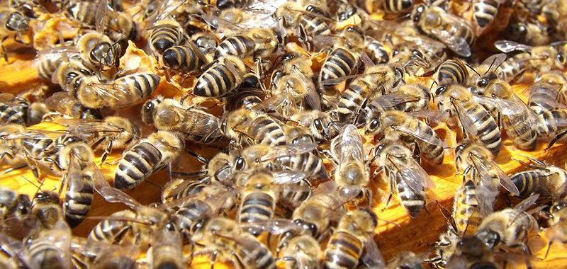 Bienenschwarm