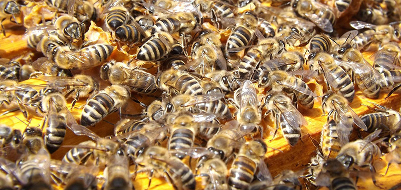 Bienenschwarm