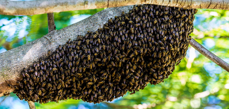 Bienenschwarm an einem Ast