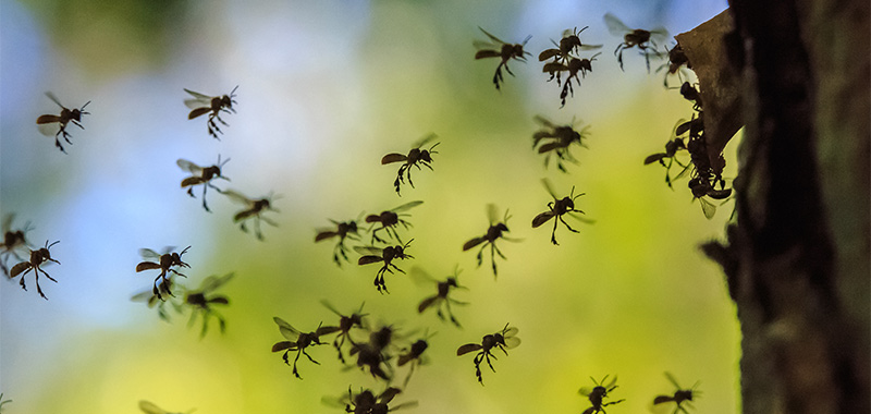 Fliegende Bienen der Art Melipone