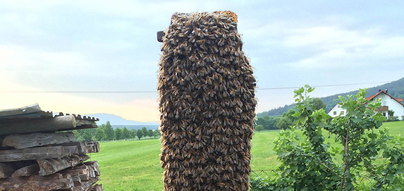 Bienenschwarm