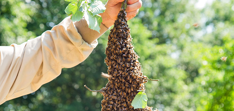 Bienenschwarm