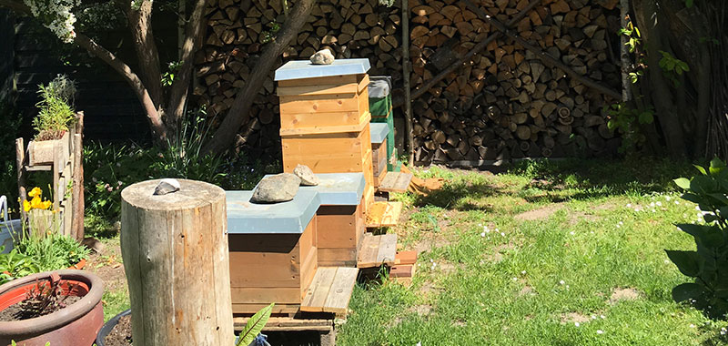 Bienenstand in Sierksdorf