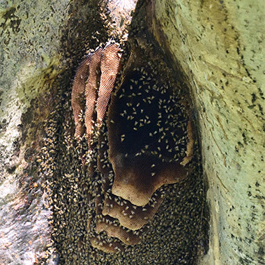 Bienenwaben in einer Nische