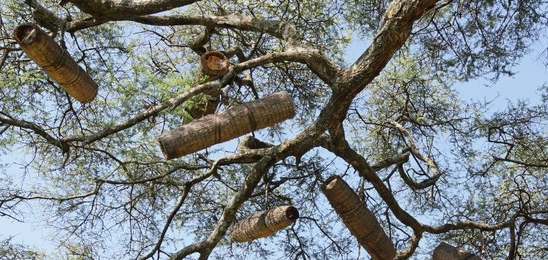 Vertikale Beuten hängen im Baum