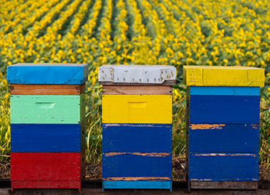 Bunte Bienenstöcke vor einem Sonnenblumenfeld