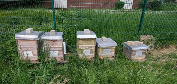 Die 5 Bienenvölker der Deutschen Krebshilfe bei Imker Thomas in Köln