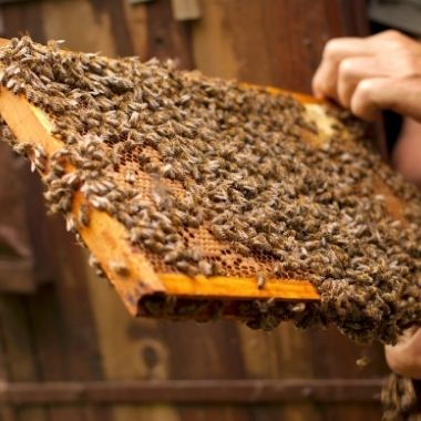 Bienenvolk bei Imker