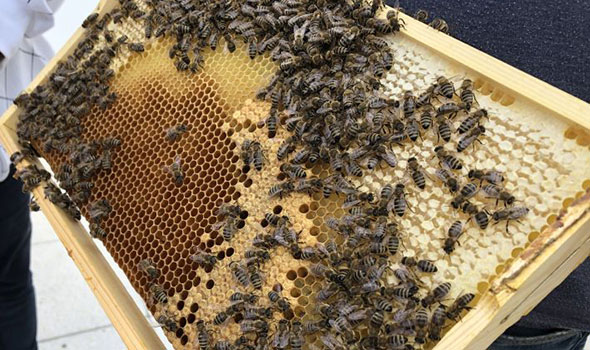 Ein Blick ins Innere des Bienenstocks: Waben der FTI Patenbienen