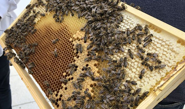 Ein Blick ins Innere des Bienenstocks: Waben der FTI Patenbienen