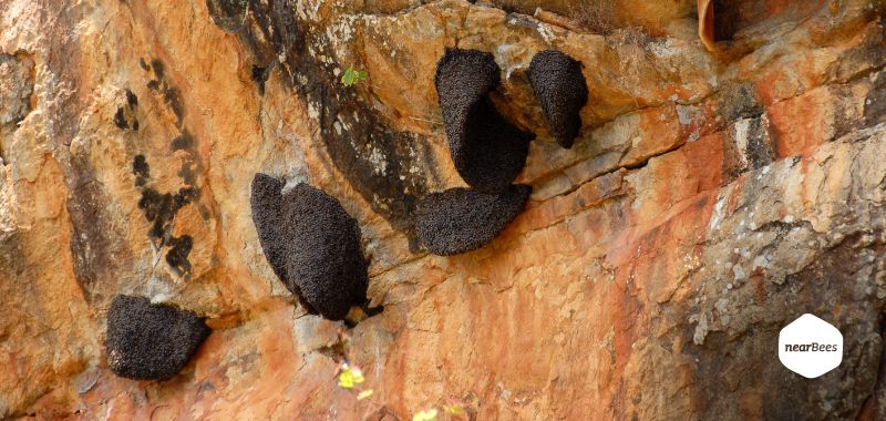 Nester der Kliffhonigbiene am Felsen