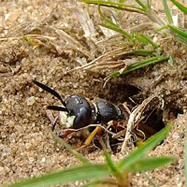 Bienenwolf kommt aus einem Loch