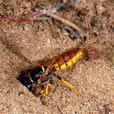 Bienenwolf im Sand