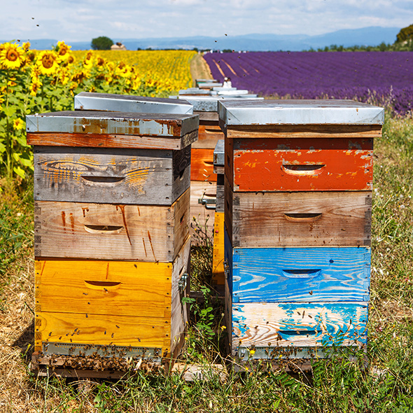 Bunte Bienenbeuten am Lavendelfeld