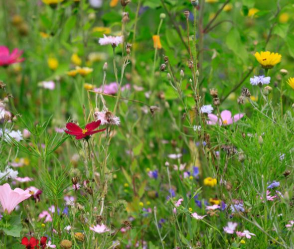 Blumenwiese