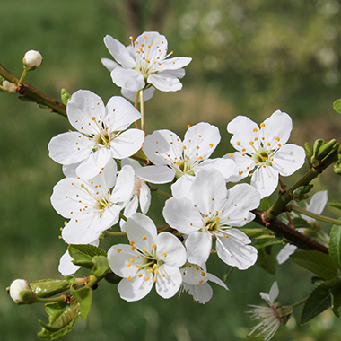 Birnenblüte