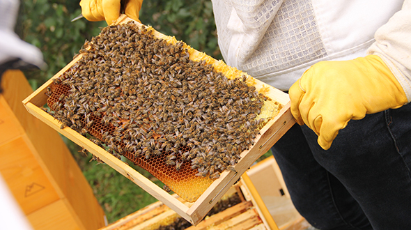 Der BKK GS Patenimker zeigt Wabe der Patenbienen