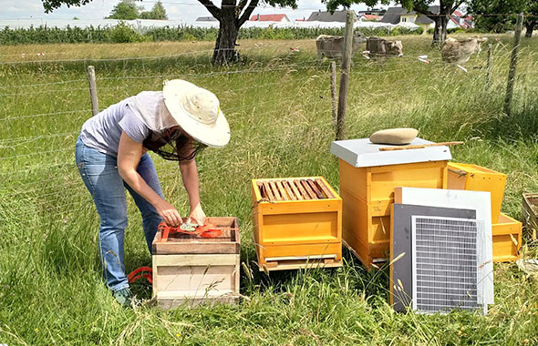 BKK GS Patenimkerin Pia bei der Arbeit an den Patenbienen