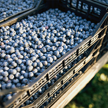 Blaubeer-Plantage