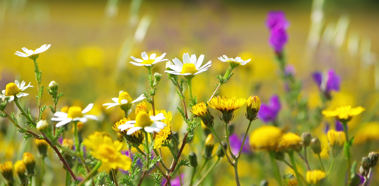 Bienenfreundliche Pflanzen auf einer Wiese