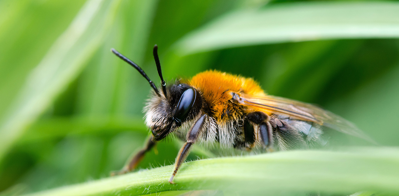 Wildbiene auf einem Blatt