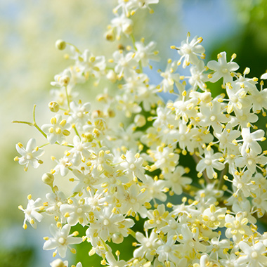 Blüte des schwarzen Holunders