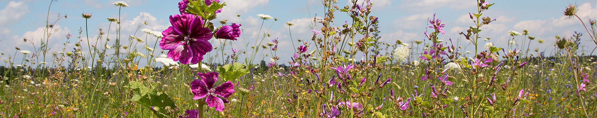 Blick auf eine Wiese voller Blüten