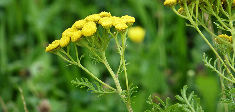 Gelbe Blüten