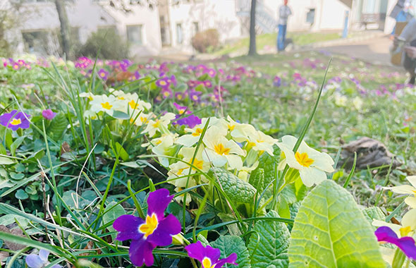 Blumen bei Creditplus