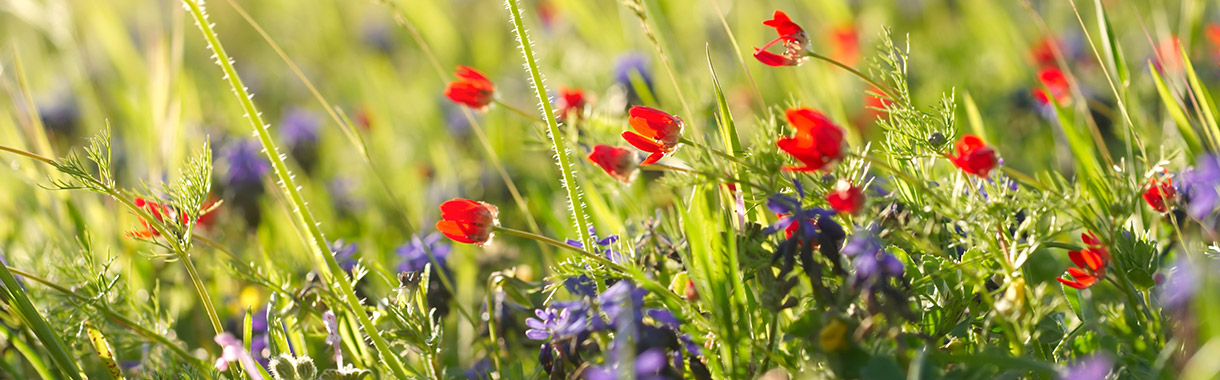 Blumenwiese mit bunten Blüten