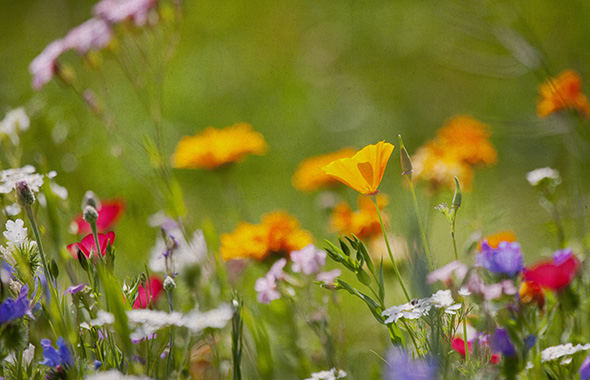 Eine bunte Blumenwiese