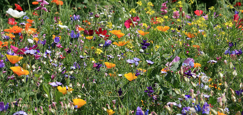 Blumenwiese