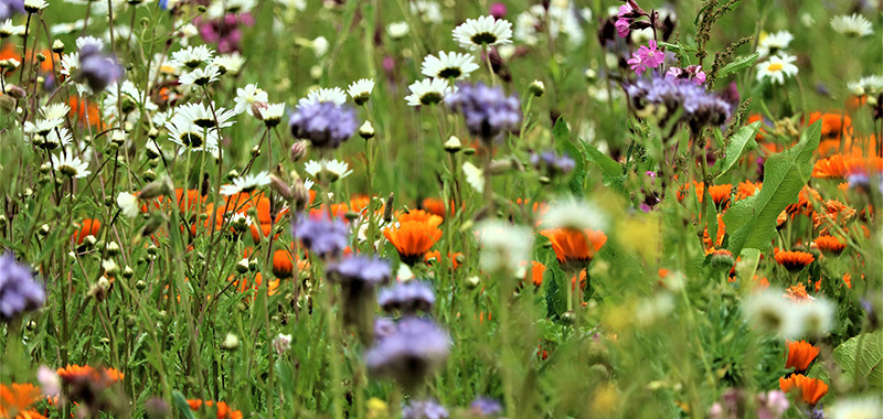 Blumenwiese