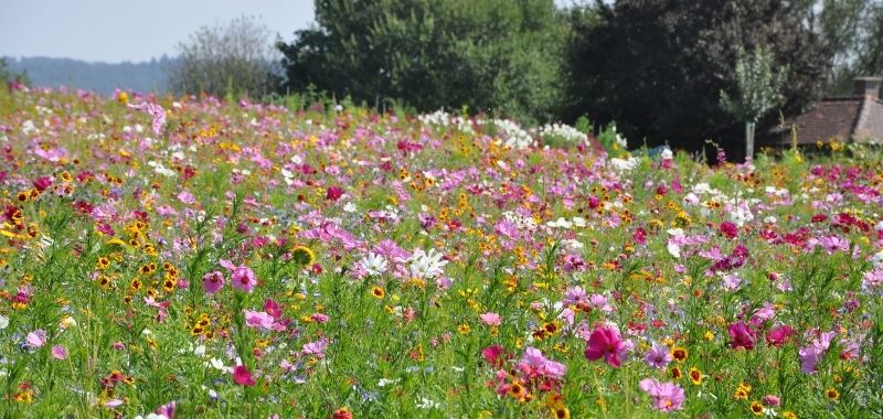Blumenwiese