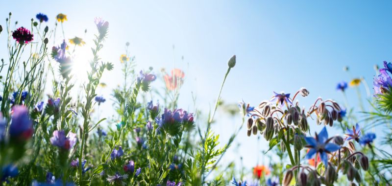 Bienenfreundliche Blühwiese