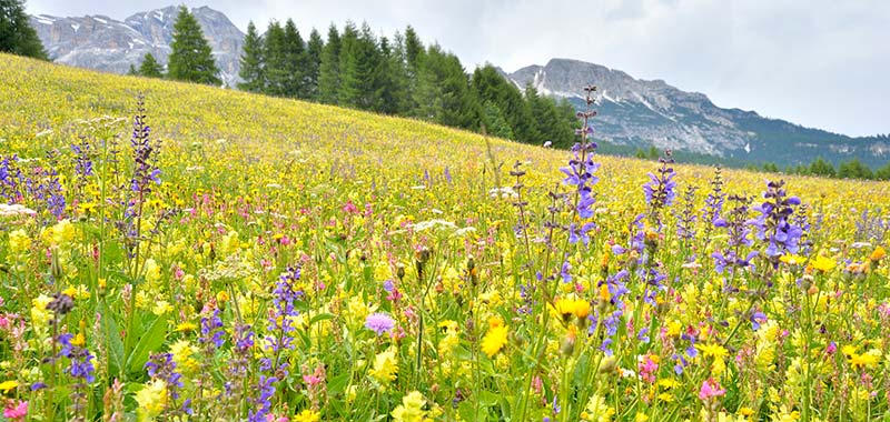 Zwei Bäume auf blühender Streuobstwiese