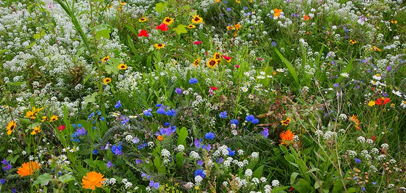 Blumenwiese